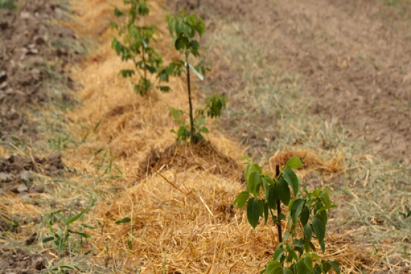 kz-walnut-gardens-zakladka-59E100F96-F987-B9F3-35B1-EDD73FEED8EB.jpg